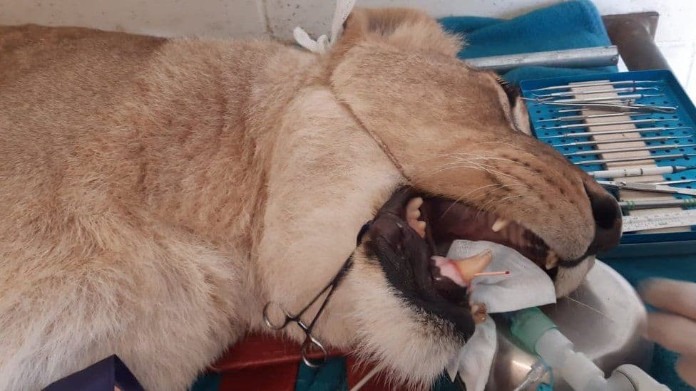 The 18-year-old lioness was carefully monitored throughout the procedure (photo: AFRICA LIVE)