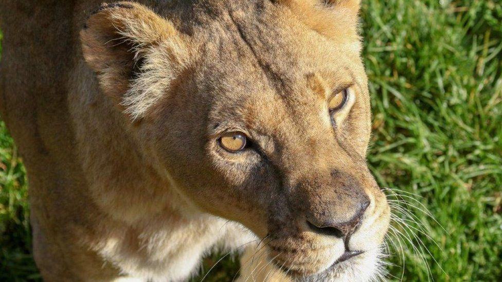 Mo the lioness seemed OK, but staff noticed her teeth were not (photo: AFRICA LIVE)
