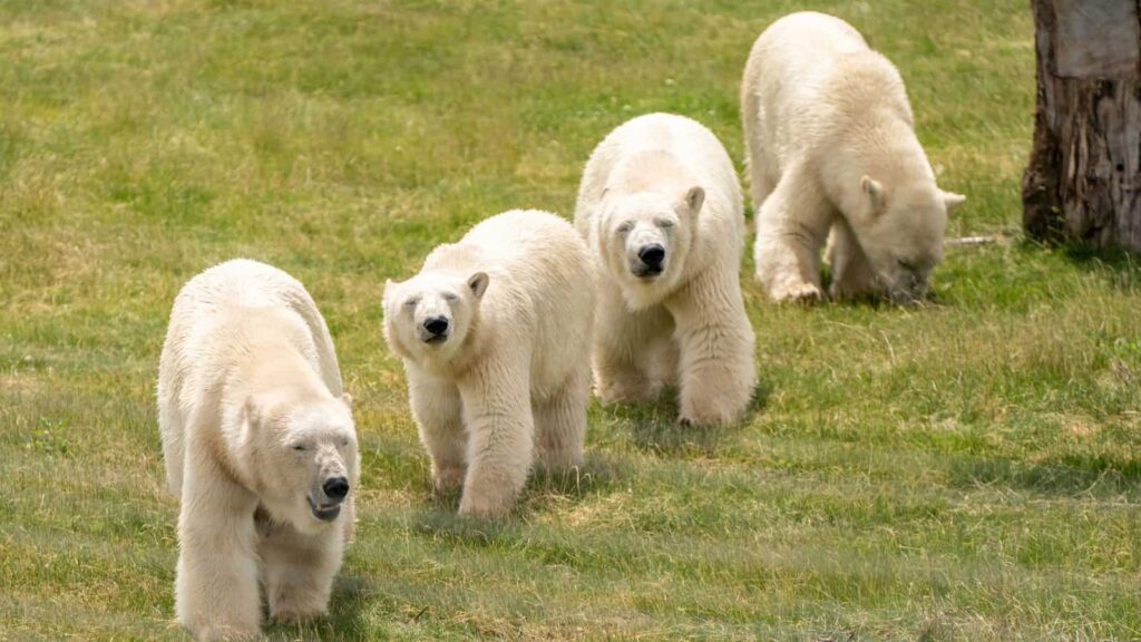 Polar bear Flocke also welcomed three cubs at Yorkshire Wildlife Park in June this year
