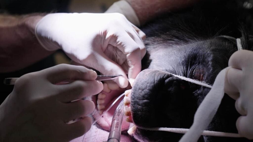 Kip, the chimpanzee, gets a root canal.